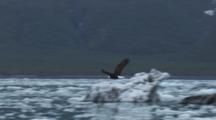 Bald Eagle Flies Over Broken Ice From Calving Glacier Prince William Sound