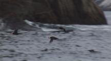 Tufted Puffins Fly Fast And Low Over Water Past Rocky Island