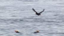 Tufted Puffin Leaves Water, Flies Toward Mountains And Clouds