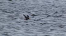 Slow Motion Tufted Puffin Flies Over Ocean Swell