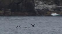 Slow Motion Tufted Puffins And Murres Fly Across Ocean Swells Toward Cliffs