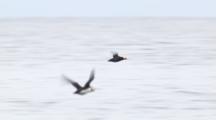 Slow Motion Tufted Puffins Fly Low Across Ocean Waves