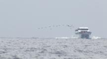 Slow Motion Cineflex Seabirds Fly In Front Of Tourists On Boat As Fin Whale Spouts