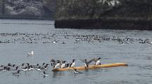 Flock Of Murres Ride Ocean Swell Many Clammer Onto Floating Log Then Dive Off, Comic