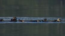 Medium Shot Sea Otters Lounge Around And Roll In Water Looking Toward Camera