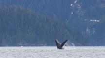 Slow Motion Humpback Whale Breaches In Front Of Coastal Mountains