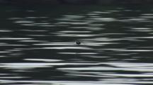 Male Harlequin Duck Flies Along Glassy Water Surface