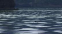 Male Harlequin Duck Flies Along Glassy Water Surface Slow Motion