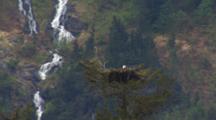 Cineflex Dolly Effect Bald Eagle Sitting On Nest Dramatic Waterfall In Background