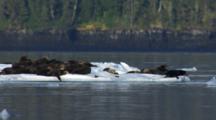 Large Group Of Sea Otters Hauled Out On Floating Glacier Ice Iceberg Shot Shows One Climbing Out From Water Onto Ice