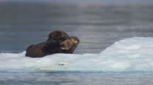 Sea Otter Mother Nurses Pup On Floating Glacier Ice Iceberg