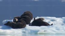 Alaska Sea Otters Stock Footage