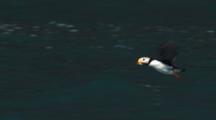 Horned Puffin Takes Off And Flies Low Over Ocean Surface