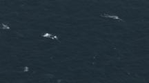 Cineflex Aerial Shot Of Several Gray Whales Blowing Spouting At Surface Of Pacific Ocean Off California Coast