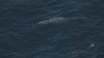 Cineflex Aerial Of Gray Whale Swimming At Surface Pull To High Altitude Wide Shot Of Pacific Ocean And Sunlight Reflection