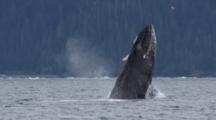 Humpback Whale Breaches In Front Of Snowy Mountain Zoom To Close Up As Whale Breaches Again