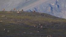 Arctic Aerial Cineflex Caribou Graze On Barren Tundra Ridge Mountain Landscape
