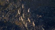 Arctic Aerial Cineflex Tight On A Few Caribou As They Walk Across Rocky Tundra Golden Light Long Shadows