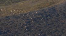 Arctic Aerial Cineflex Caribou Pass Over Tundra Ridge Pull To Wide Shot Of Herd In Golden Landscape