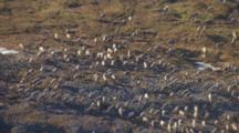 Arctic Aerial Cineflex Lower Angle Caribou Migrate Across Tundra Golden Light Tight On Front Of Herd Pull To Wider Shot