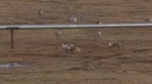 Arctic Aerial Cineflex Herd Of Caribou Graze Under And Around Alaska Pipeline