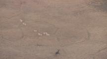 Arctic Aerial Cineflex Moose Runs Past Caribou And Under The Alaska Pipeline On The Arctic Coastal Plain