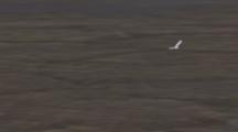 Air To Air Cineflex Snowy Owl Hunts Over Arctic Tundra