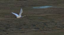 Air To Air Cineflex Lone Tundra Swan Flies Over Tundra Level With Camera !!!!!