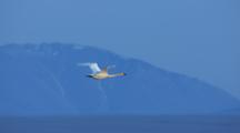 Air To Air Cineflex Lone Tundra Swan Flies Over Tundra Blue Mountain Twilight Sky Background
