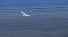 Air To Air Cineflex Lone Tundra Swan Flies Over Tundra Eye Level With Camera