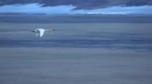 Air To Air Cineflex Lone Tundra Swan Flies Over Tundra