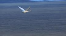 Air To Air Cineflex Lone Tundra Swan Flies In Flight Pull To Wide Shot Of Tundra Landscape Arctic Coastal Plain !!!!!