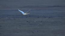 Air To Air Cineflex Lone Tundra Swan Flies In Flight Over Grazing Caribou