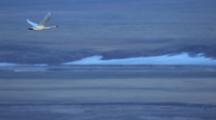 Air To Air Cineflex Lone Tundra Swan Enters Frame In Flight Over Tundra Pull To Wide Shot Of Arctic Landscape