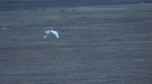 Air To Air Cineflex Lone Tundra Swan Enters Frame In Flight Over Tundra Push To Close Up