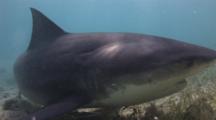 Bull Shark (Carcharhinus Leucas), Close, Spits Out Bait And Re-Swallows It