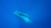 Sperm Whales (Physeter Macrocephalus) Juvenile And Mother, Includes Audio Of Whale Clicks