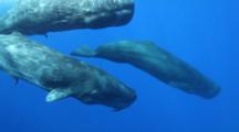 Sperm Whales (Physeter Macrocephalus) Diving, At Surface