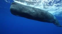 Sperm Whale (Physeter Macrocephalus) Named Scar, View From Side