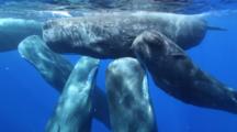Sperm Whales (Physeter Macrocephalus), Social Group, Pod, Rubbing Together, Close, Includes Audio Of Sperm Whales Clicking