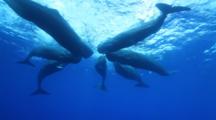 Sperm Whales (Physeter Macrocephalus), Social Group, Pod, Heads Together, Includes Audio Of Whales Clicking