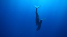 Sperm Whales (Physeter Macrocephalus), Mother And Calf Dive