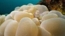 Tiny Shrimp On Bubble Coral