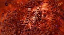 Pair Of Coleman's Shrimp Feed In Fire Urchin