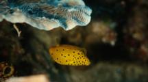Juvenile Yellow Boxfish Swims Around Coral Head