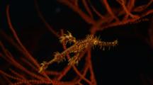 Ornate Or Harlequin Ghost Pipefish On Sea Whip
