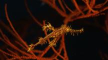 Ornate or Harlequin Ghost Pipefish On Sea Whip
