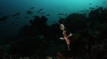 Ornate or Harlequin Ghost Pipefish Hangs Vertically In Water Column