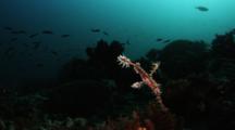 Ornate or Harlequin Ghost Pipefish Hangs Vertically In Water Column