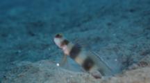 Shrimp Goby Guards Hole In Sand